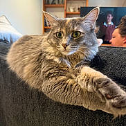 Mini joined the competition — help win amazing prizes! cat, fluffy_cat, gray_cat, pet, living_room, couch, furniture, person, television, relaxed, indoor, stretching, close_up, animal, home, cozy, face, paw, sitting, background