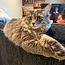 cat, fluffy_cat, gray_cat, pet, living_room, couch, furniture, person, television, relaxed, indoor, stretching, close_up, animal, home, cozy, face, paw, sitting, background