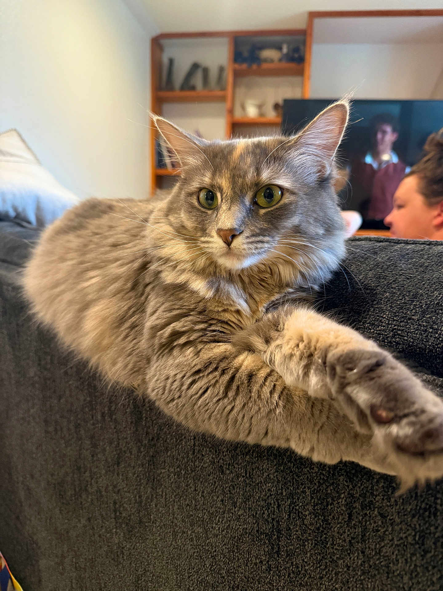 Mini joined the competition — help win amazing prizes! cat, fluffy_cat, gray_cat, pet, living_room, couch, furniture, person, television, relaxed, indoor, stretching, close_up, animal, home, cozy, face, paw, sitting, background