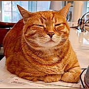 Tigger joined the competition — help win amazing prizes! cat, orange_tabby, loafing, countertop, indoor, household, papers, glass, water, furniture, relaxed, pet, whiskers, fur, domestic, cozy, table, closeup, animal, cute