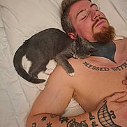 Bluebell joined the competition — help win amazing prizes! animal, arm_tattoo, bed, cat, close_up, facial_hair, gray_cat, human, indoor, man, nap, peaceful, pet, relaxation, resting, shirtless, shoulder, sleeping, tattoos, white_sheets