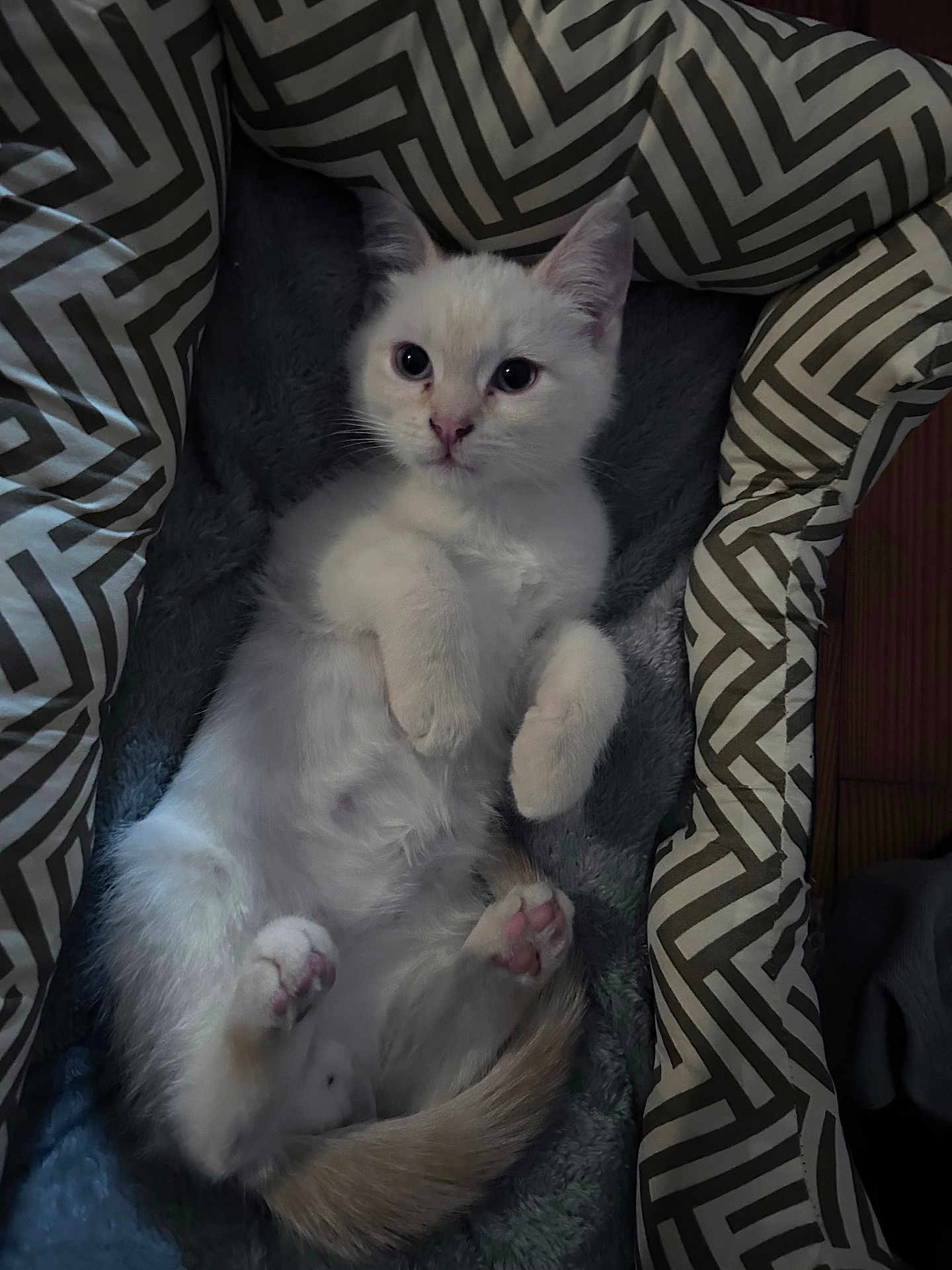 Mouse is registered to the contest to win money with this photo: cat, kitten, white_cat, pink_paw_pads, paws, pet_bed, cushion, geometric_pattern, fur, whiskers, blue_eyes, tail, indoor, cozy, soft_blanket, reclining, adorable, closeup, portrait, relaxed