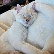 Mouse is registered to the contest to win money with this photo: cat, kitten, sleeping, blanket, cozy, fur, paw, pink_nose, whiskers, close_up, pet, indoor, couch, relaxed, soft_texture, nap, domestic_cat, portrait, cute, resting