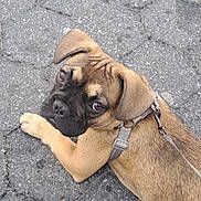 Tana joined the competition — help win amazing prizes! alert, animal, brown_fur, canine, closeup, cute, dog, harness, leash, looking_back, outdoor, pavement, pet, pet_accessory, puppy, resting, sidewalk, small_dog, walking, young_dog