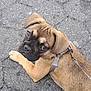 alert, animal, brown_fur, canine, closeup, cute, dog, harness, leash, looking_back, outdoor, pavement, pet, pet_accessory, puppy, resting, sidewalk, small_dog, walking, young_dog