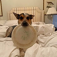 Freedom joined the competition — help win amazing prizes! dog, bed, frisbee, white_bedding, headboard, lamp, picture_frame, animal_art, indoor, pet, resting, playful, furniture, canine, cozy, room, blanket, fur, paw, relaxed