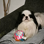 Sylver a rejoint le concours — aidez-le/la à gagner de superbes lots ! black_and_white, blanket, blanket_fold, colorful_toy, companion, couch, cozy, cute, dog, eyes, fur, furniture, indoor, living_room, nose, pet, portrait, sitting, staring, toy_ball