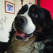 Seyko participe au concours pour gagner de l'argent avec cette photo : animal, architecture, art, building, canine, dog, electronics, face, furniture, head, indoors, interiordesign, livingroom, painting, person, pet, photography, portrait, puppy, room