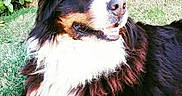 Gerico a rejoint le concours — aidez-le/la à gagner de superbes lots ! australian_shepherd, bernese_mountain_dog, carnivoran, companion_dog, dog, dog_breed, dog_breed_group, dog_like_mammal, english_shepherd, greater_swiss_mountain_dog, snout