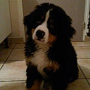 Gerico a rejoint le concours — aidez-le/la à gagner de superbes lots ! bernese_mountain_dog, carnivoran, dog, dog_breed, dog_breed_group, dog_like_mammal, greater_swiss_mountain_dog, miniature_australian_shepherd, snout