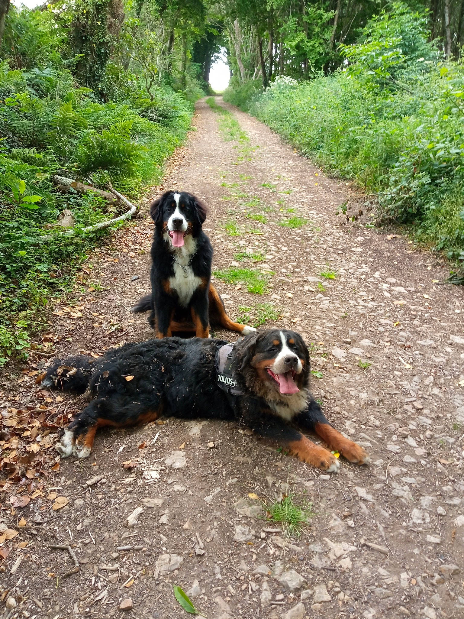 Oleya Seyko a rejoint le concours — aidez-le/la à gagner de superbes lots ! canidae, carnivore, companion_dog, dog, dog_breed, forest, grass, hunting_dog, landscape, plant, recreation, sporting_group, tree, woodland, working_animal, working_dog