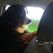 Oleya participe au concours pour gagner de l'argent avec cette photo : auto_part, automotive_design, automotive_exterior, automotive_lighting, automotive_mirror, automotive_window_part, carnivore, companion_dog, dog, dog_breed, glass, plant, snout, sporting_group, tints_and_shades, vehicle, vehicle_door, whiskers, window, windshield