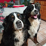 Oleya Et Seyko participe au concours pour gagner de l'argent avec cette photo : animal, bernese_mountain_dog, canine, companion, couch, curious, cute, dog, domestic_animal, fur, furniture, happy, indoor, lamp, living_room, pet, plant, tile_floor, two_dogs, wooden_cabinet
