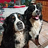 animal, bernese_mountain_dog, canine, companion, couch, curious, cute, dog, domestic_animal, fur, furniture, happy, indoor, lamp, living_room, pet, plant, tile_floor, two_dogs, wooden_cabinet