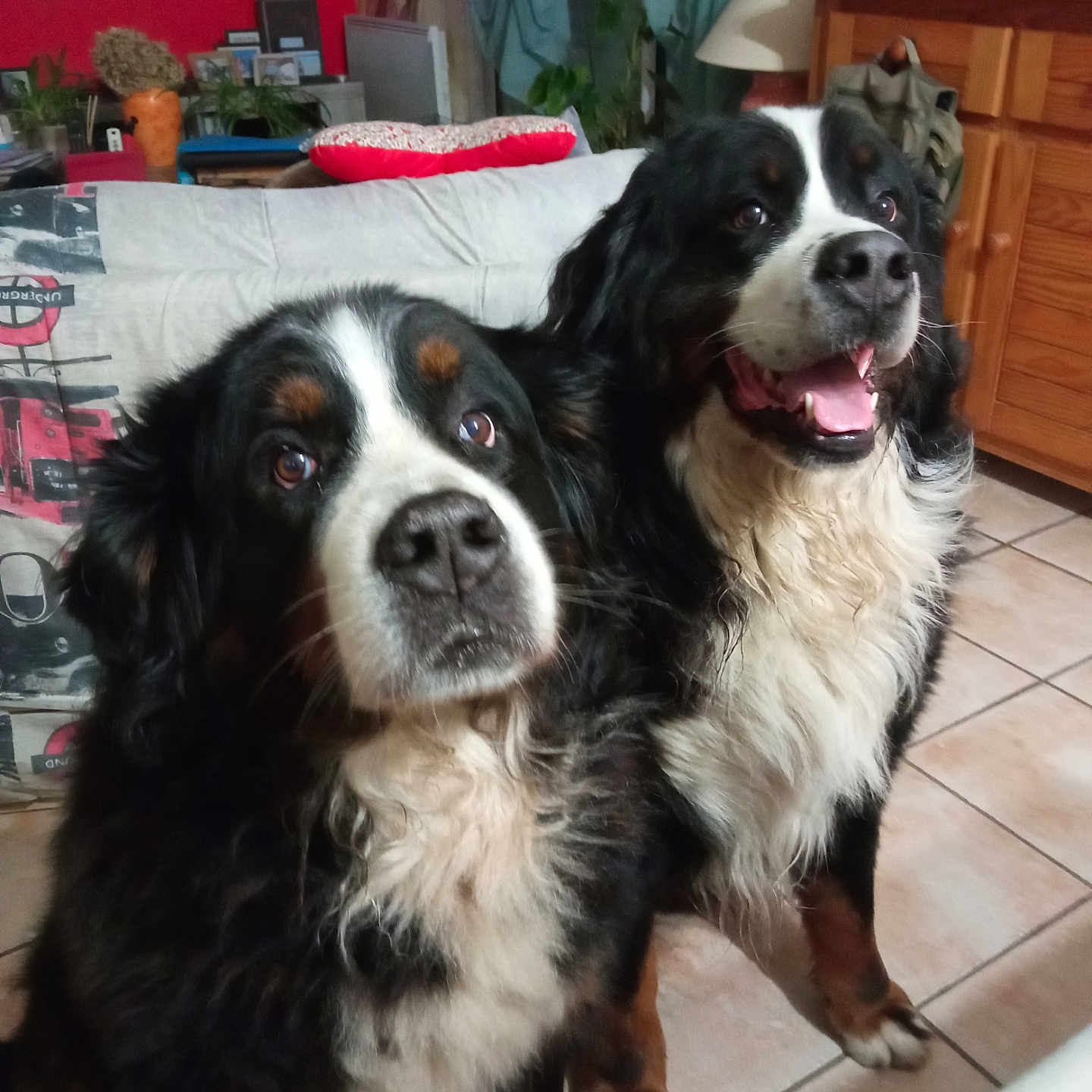 Oleya Et Seyko participe au concours pour gagner de l'argent avec cette photo : animal, bernese_mountain_dog, canine, companion, couch, curious, cute, dog, domestic_animal, fur, furniture, happy, indoor, lamp, living_room, pet, plant, tile_floor, two_dogs, wooden_cabinet