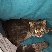 Namie participe au concours pour gagner de l'argent avec cette photo : cat, tabby, pet, animal, indoor, teal_background, fabric, human, clothing, casual, candid, curled_up, resting, feline, looking_at_camera, flash, glowing_eyes, cozy, domestic, companion