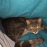 cat, tabby, pet, animal, indoor, teal_background, fabric, human, clothing, casual, candid, curled_up, resting, feline, looking_at_camera, flash, glowing_eyes, cozy, domestic, companion