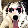 animal, black_and_white, canine, closeup, cute, dog, floor, funny, fur, happy, indoor, muzzle, pet, pink, playful, portrait, sunglasses, tile, tongue_out, wearing_accessory