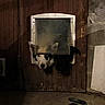 animal, black_and_white, concrete_floor, curious, dark, dim_lighting, dog, door_flap, ears, face, home, household, indoor, muzzle, object, pet_accessory, pet_door, shadow, wall, wooden_door