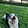 Murphy