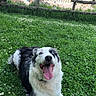 dog, border_collie, grass, greenery, flowers, outdoor, happy, tongue_out, blue_eyes, animal, pet, nature, town, buildings, church, sky, fence, daylight, playful, canine