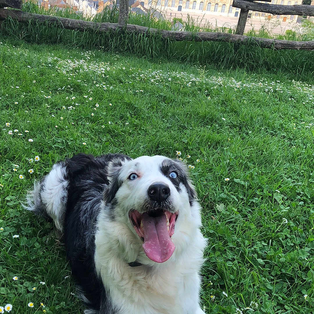 Murphy participe au concours pour gagner de l'argent avec cette photo : dog, border_collie, grass, greenery, flowers, outdoor, happy, tongue_out, blue_eyes, animal, pet, nature, town, buildings, church, sky, fence, daylight, playful, canine