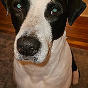 Felix is registered to the contest to win money with this photo: dog, pet, black_and_white, sitting, portrait, close_up, floppy_ears, shiny_nose, bright_eyes, indoors, home, hallway, rug, wood_floor, tile_floor, doorway, furniture, carpet, animal, photography