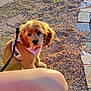 puppy, dog, pink_harness, gravel, outdoor, sunlight, pet, cute, animal, young_dog, fluffy, brown_fur, leash, nature, walking_path, curious, sitting, person_part, daylight, shadow