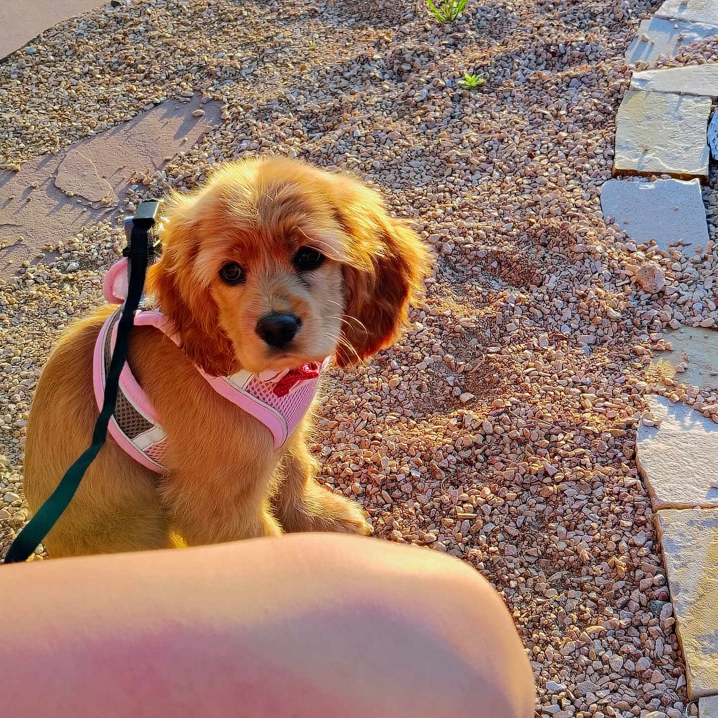 Lady joined the competition — help win amazing prizes! animal, brown_fur, curious, cute, daylight, dog, fluffy, gravel, leash, nature, outdoor, person_part, pet, pink_harness, puppy, shadow, sitting, sunlight, walking_path, young_dog