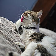 Phantom joined the competition — help win amazing prizes! animal, blanket, cat, close_up, collar, cozy, cute, domestic, feline, fluffy, fur, grooming, indoor, mammal, pet, relaxed, resting, sleepy, tongue_out, whiskers