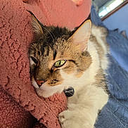 Phantom joined the competition — help win amazing prizes! cat, feline, pet, green_eyes, paw, blanket, texture, pink, blue_bedspread, indoor, relaxing, resting, close_up, fur, whiskers, ear, sleepy, human_feet, background, cozy