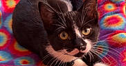 Magic joined the competition — help win amazing prizes! animal, black_and_white, blanket, cat, close_up, colorful, cozy, feline, floral_pattern, fur, golden_eyes, indoors, lying_down, pet, portrait, relaxed, resting, tuxedo_cat, whiskers, white_paws