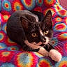animal, black_and_white, blanket, cat, close_up, colorful, cozy, feline, floral_pattern, fur, golden_eyes, indoors, lying_down, pet, portrait, relaxed, resting, tuxedo_cat, whiskers, white_paws