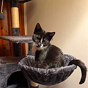 Magic joined the competition — help win amazing prizes! cat, kitten, tuxedo_cat, animal, pet, feline, sitting, hammock, cat_tree, scratching_post, whiskers, ears, tail, black_and_white, indoors, home, wall, wooden_door, portrait, playful