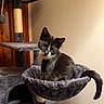 cat, kitten, tuxedo_cat, animal, pet, feline, sitting, hammock, cat_tree, scratching_post, whiskers, ears, tail, black_and_white, indoors, home, wall, wooden_door, portrait, playful