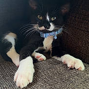 Magic joined the competition — help win amazing prizes! animal, black_and_white, blue_collar, cat, close_up, couch, cute, domestic_animal, furniture, green_eyes, indoor, lounging, paws, pet, pink_paw_pads, portrait, relaxed, sitting, tuxedo_cat, whiskers