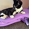 Magic is registered to the contest to win money with this photo: animal, black_and_white, cat, couch, cozy, cute, ears, feline, green_eyes, home, indoor, kitten, lying_down, pet, portrait, purple_blanket, sitting, tuxedo_cat, whiskers, white_paws