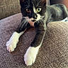 Magic is registered to the contest to win money with this photo: animal, black_and_white, blanket, cat, close_up, couch, different_colored_eyes, feline, heterochromia, home, indoors, pet, pointed_ears, portrait, purple_blanket, relaxed, sofa, tuxedo_cat, whiskers, white_paws