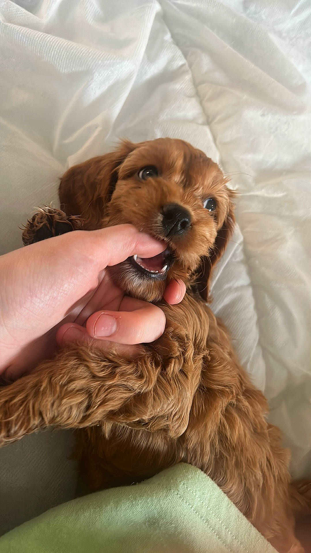 Hazel is registered to the contest to win money with this photo: canidae, carnivore, companion_dog, dog, dog_breed, ear, fawn, fur, liver, pet_supply, snout, sporting_group, toy_dog, whiskers, working_animal