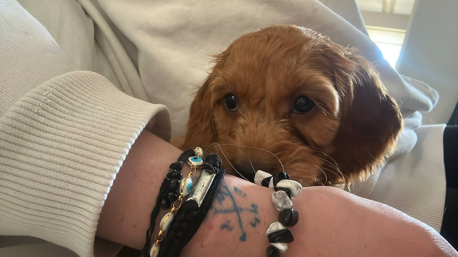 Hazel joined the competition — help win amazing prizes! car_seat, carnivore, comfort, companion_dog, dog, dog_breed, dog_collar, fur, human_leg, jewellery, liver, nail, paw, sporting_group, temporary_tattoo, thigh, toy, toy_dog, working_animal, wrist