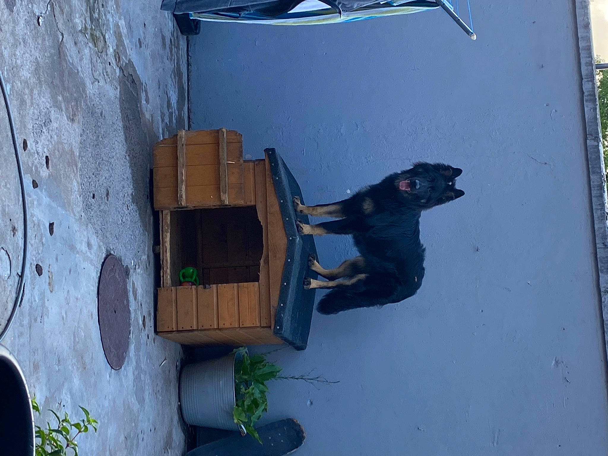 Bear is registered to the contest to win money with this photo: art, azure, building, composite_material, concrete, facade, plant, shadow, visual_arts, window, wood, world