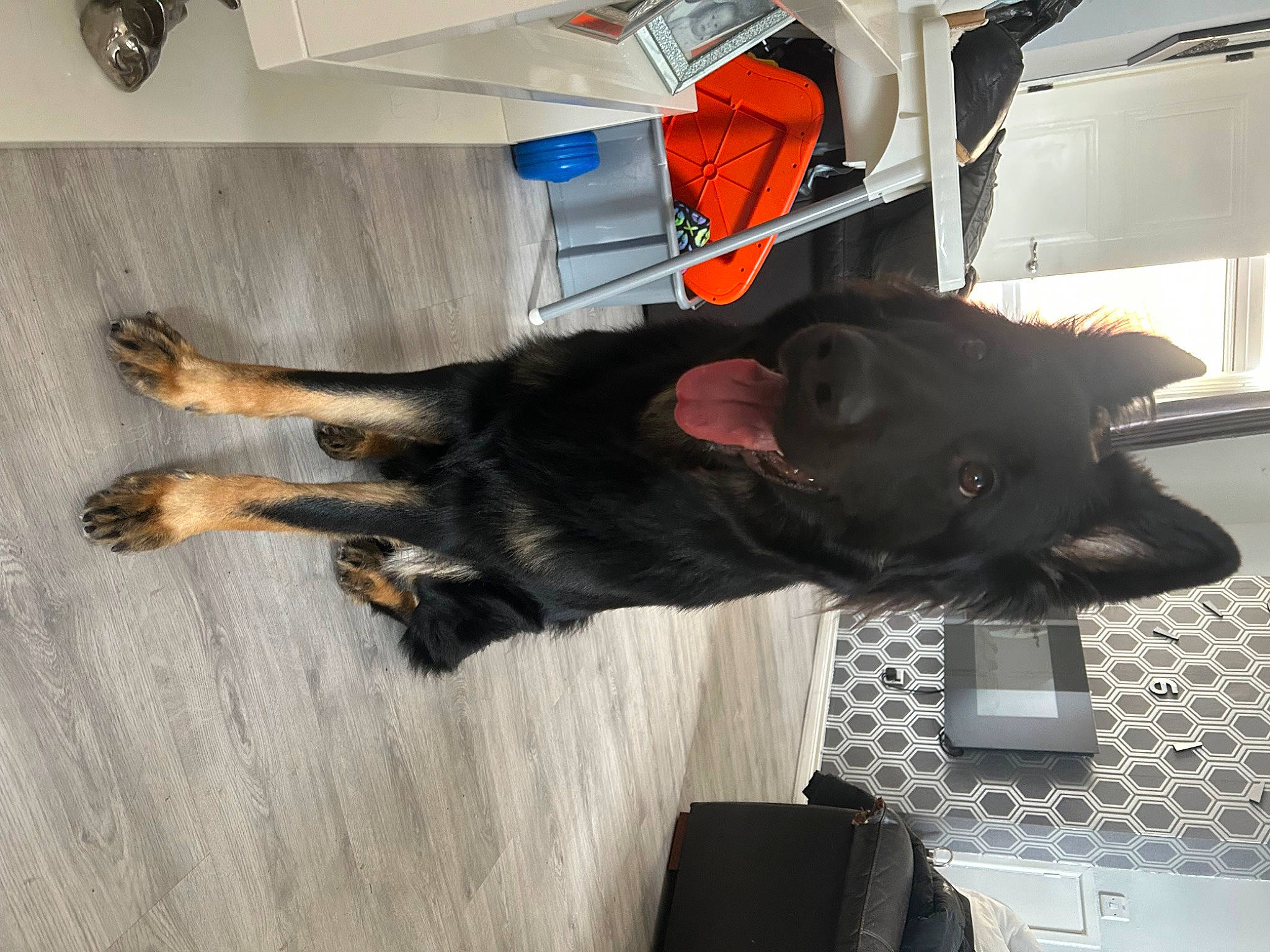 Bear is registered to the contest to win money with this photo: carnivore, companion_dog, dog, dog_breed, flooring, fur, guard_dog, hardwood, sporting_group, tail, wood, working_animal