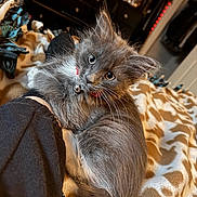 Beanie is registered to the contest to win money with this photo: kitten, cat, gray_cat, pet, collar, bell, fur, blanket, indoor, cozy, curious, animal, feline, bedroom, soft_lighting, cute, young_cat, domestic_cat, resting, comfort