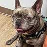 dog, french_bulldog, pet, canine, animal, indoor, flooring, harness, brown, ears, tongue, happy, smiling, cute, friendly, domestic, companion, sitting, closeup, portrait