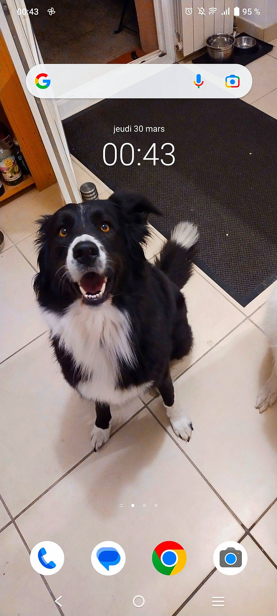 Caline participe au concours pour gagner de l'argent avec cette photo : ball, border_collie, canidae, carnivore, companion_dog, dog, dog_breed, dog_supply, door, flooring, fur, herding_dog, paw, picture_frame, smile, snout, sporting_group, whiskers, working_dog