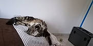 Nala participe au concours pour gagner de l'argent avec cette photo : cat, tabby_cat, fluffy, couch, blanket, striped, indoor, floor, tile_floor, rug, pet, relaxed, lounge, furniture, domestic, animal, home, corner, toy, resting