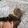 Nala a rejoint le concours — aidez-le/la à gagner de superbes lots ! cat, tabby_cat, sleepy, hand, blanket, fluffy, indoor, pet, fur, comfort, relaxation, cozy, whiskers, animal, mammal, resting, closeup, cute, warm, soft