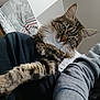 Nala a rejoint le concours — aidez-le/la à gagner de superbes lots ! cat, tabby, feline, pet, animal, fur, whiskers, ears, eyes, lap, person, clothing, sleeve, pillow, couch, indoor, cozy, relaxed, home, companion