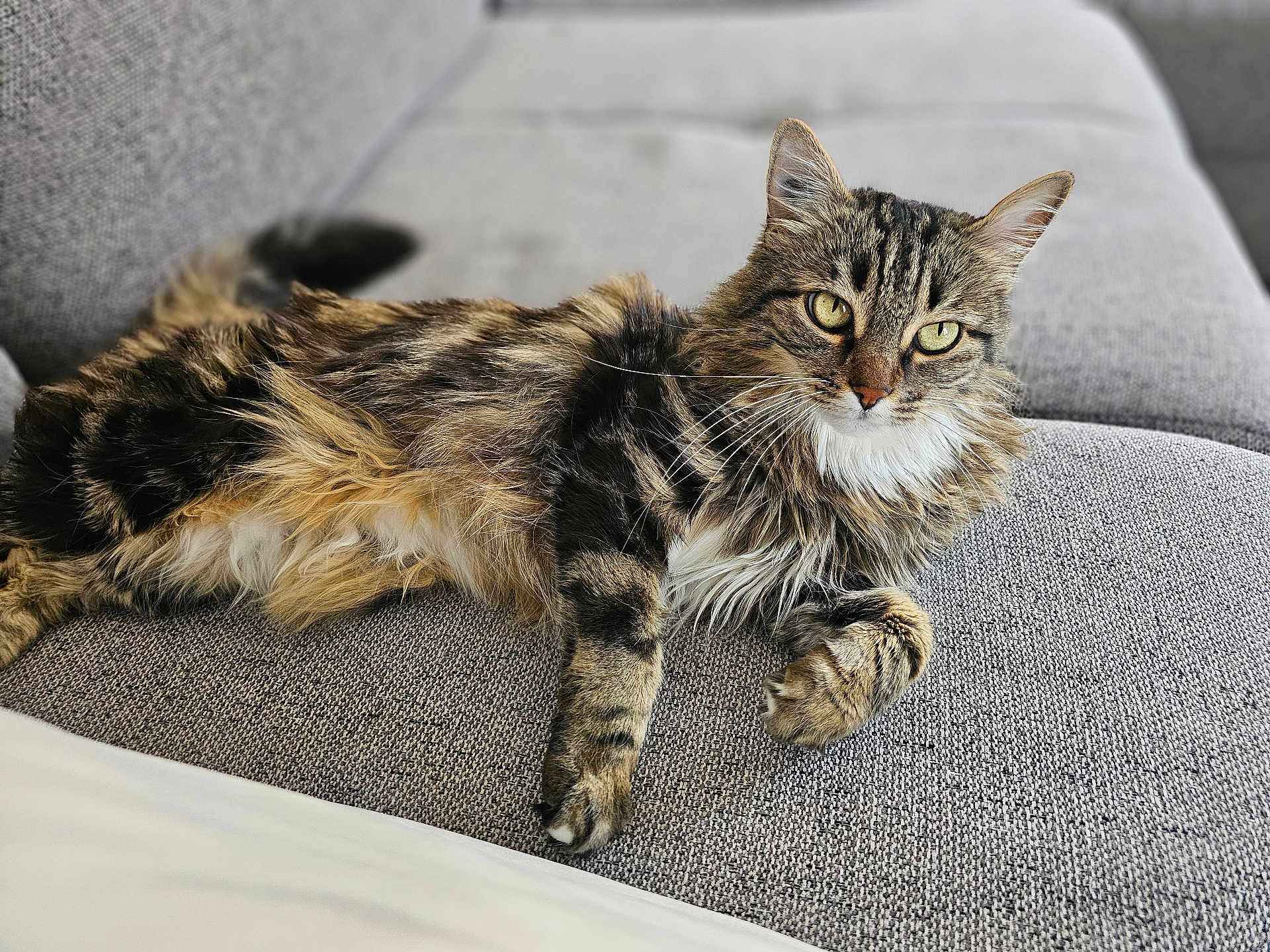 Nala