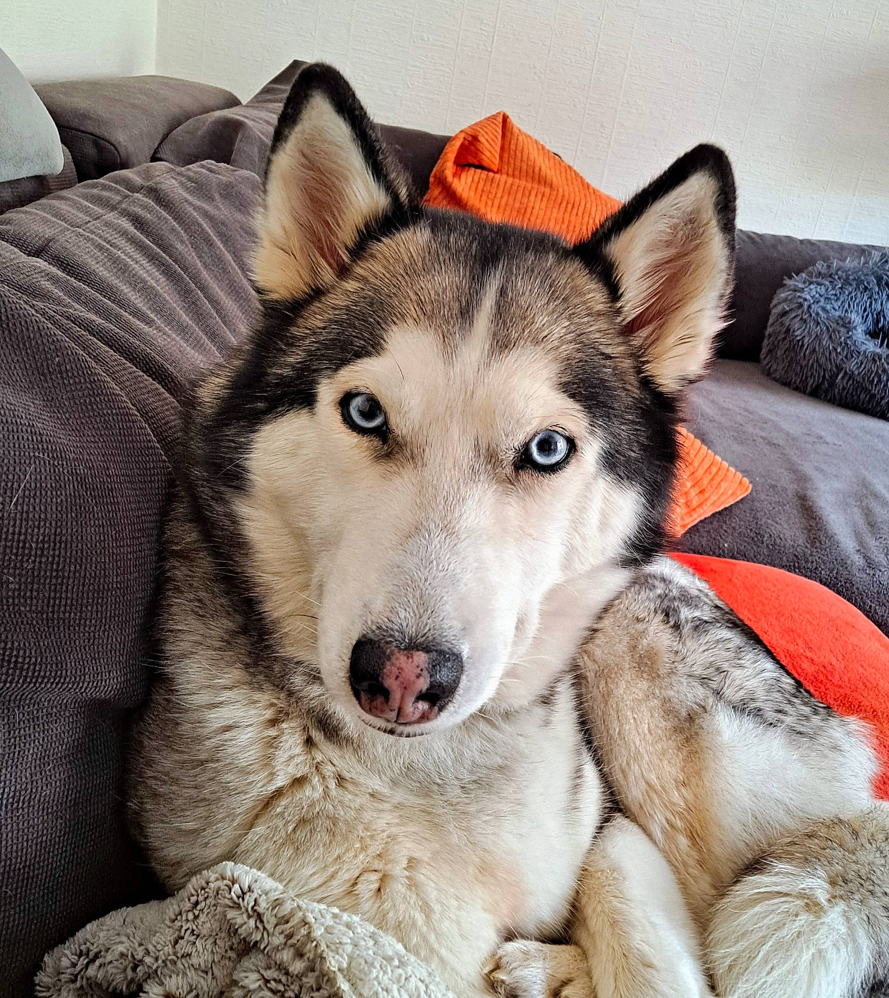Louna participe au concours pour gagner de l'argent avec cette photo : ancient_dog_breeds, canis, carnivore, collar, comfort, companion_dog, dog, dog_breed, fur, non_sporting_group, siberian_husky, sled_dog, snout, terrestrial_animal, whiskers, wolf, working_animal, working_dog